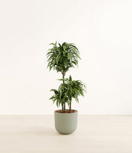 Load image into Gallery viewer, Sage Green*****Profile