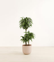 Load image into Gallery viewer, Sandy Pink*****Profile