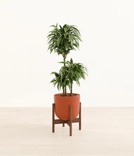 Load image into Gallery viewer, Earth Red stand:walnut