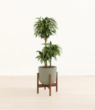 Load image into Gallery viewer, Sage Green stand:walnut
