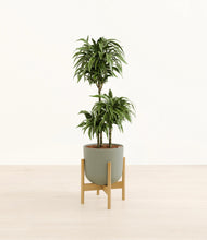 Load image into Gallery viewer, Sage Green stand:bamboo