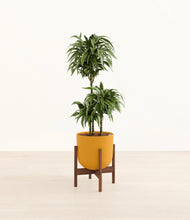 Load image into Gallery viewer, Sunset Orange stand:walnut