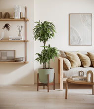 Load image into Gallery viewer, Sage Green stand:walnut