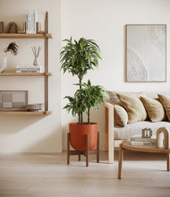 Load image into Gallery viewer, Earth Red stand:walnut