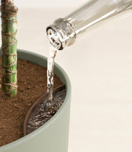 Load image into Gallery viewer, Sage Green stand:all