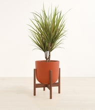 Load image into Gallery viewer, Earth Red stand:walnut