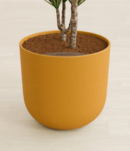 Load image into Gallery viewer, Sunset Orange stand:all