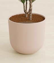 Load image into Gallery viewer, Sandy Pink stand:all