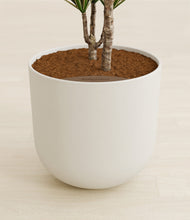 Load image into Gallery viewer, Natural Bamboo stand:all