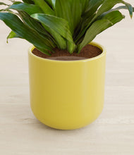 Load image into Gallery viewer, Key Lime Yellow stand:all