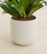 Load image into Gallery viewer, Cotton White stand:all