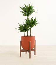 Load image into Gallery viewer, Earth Red stand:walnut