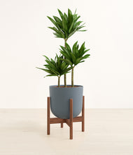 Load image into Gallery viewer, Iron Gray stand:walnut