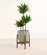 Load image into Gallery viewer, Sage Green stand:walnut