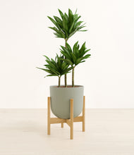 Load image into Gallery viewer, Sage Green stand:bamboo