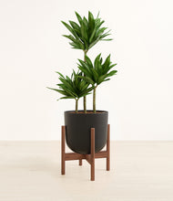 Load image into Gallery viewer, Stone Black stand:walnut