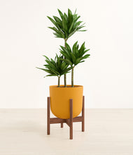 Load image into Gallery viewer, Sunset Orange stand:walnut