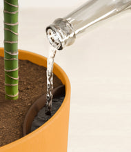 Load image into Gallery viewer, Sunset Orange stand:all