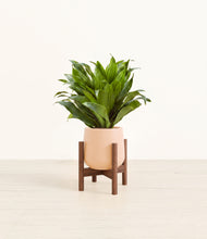 Load image into Gallery viewer, Gentle Pink stand:dark