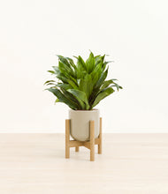 Load image into Gallery viewer, Sage Green stand:light