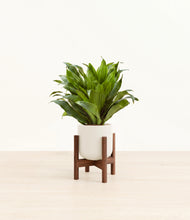 Load image into Gallery viewer, Cotton White stand:dark