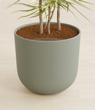 Load image into Gallery viewer, Sage Green stand:all