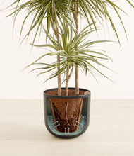 Load image into Gallery viewer, Sandy Pink stand:all