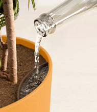 Load image into Gallery viewer, Sunset Orange stand:all