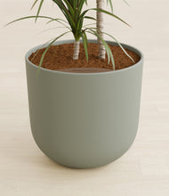 Load image into Gallery viewer, Sage Green stand:all