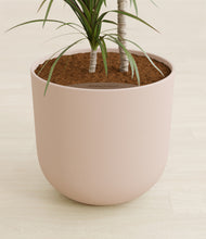 Load image into Gallery viewer, Sandy Pink stand:all