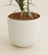 Load image into Gallery viewer, Natural Bamboo stand:all