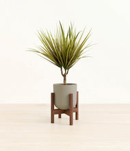 Load image into Gallery viewer, Sage Green stand:walnut