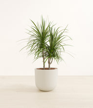 Load image into Gallery viewer, Natural Bamboo*****Profile