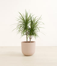 Load image into Gallery viewer, Sandy Pink*****Profile