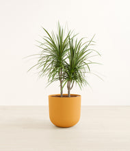 Load image into Gallery viewer, Sunset Orange*****Profile