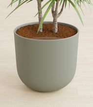 Load image into Gallery viewer, Sage Green stand:all