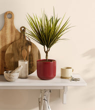 Load image into Gallery viewer, Striped Cherry Red