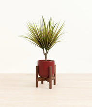 Load image into Gallery viewer, Striped Cherry Red stand:walnut