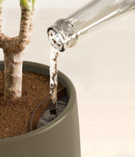 Load image into Gallery viewer, Olive stand:all