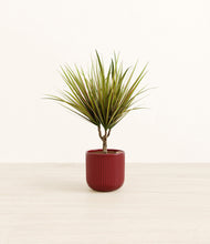 Load image into Gallery viewer, Striped Cherry Red