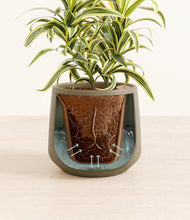 Load image into Gallery viewer, Olive stand:all