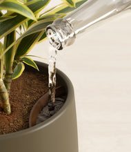 Load image into Gallery viewer, Olive stand:all