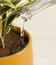 Load image into Gallery viewer, Mustard stand:all