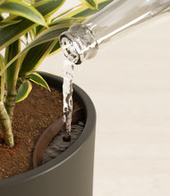 Load image into Gallery viewer, Dark Olive stand:all