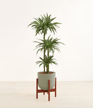 Load image into Gallery viewer, Sage Green stand:walnut