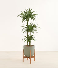 Load image into Gallery viewer, Sage Green stand:bamboo