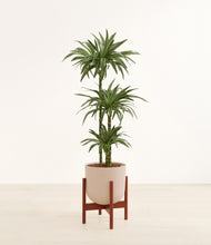 Load image into Gallery viewer, Sandy Pink stand:walnut