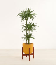 Load image into Gallery viewer, Sunset Orange stand:walnut