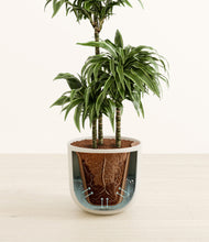 Load image into Gallery viewer, Natural Bamboo stand:all