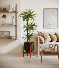 Load image into Gallery viewer, Stone Black stand:walnut